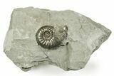 Pyritized Jurassic Ammonite (Amaltheus) Fossil - France #367617-1